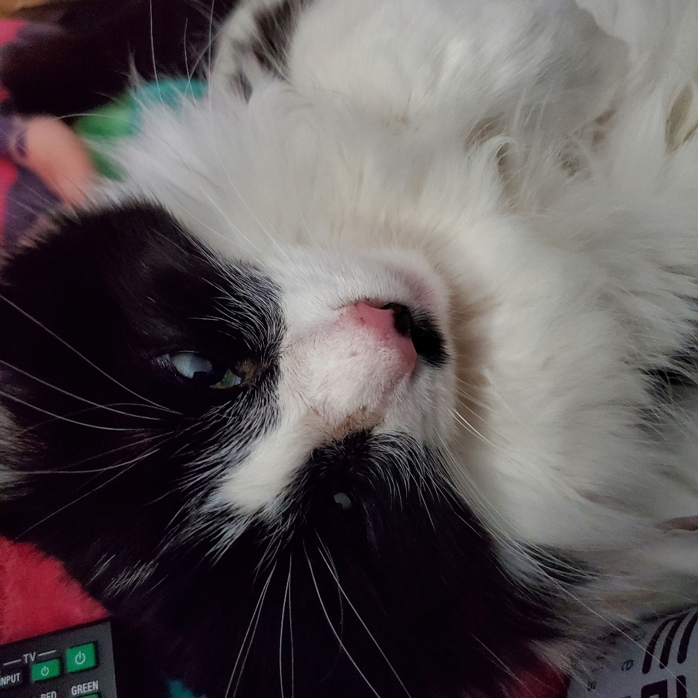 Meet your Posher, Vivienne